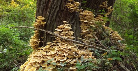 How The Humongous Fungus Armillaria Got So Big The Atlantic