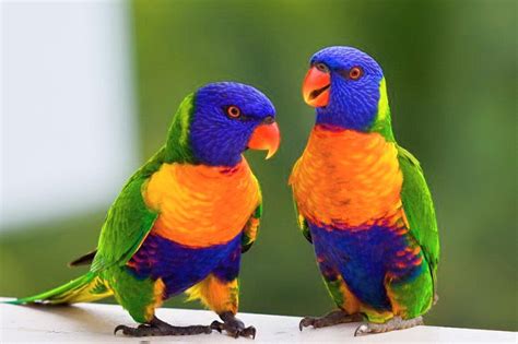 Rainbow Lorikeet Facts, Pet Care, Diet, Price, Pictures