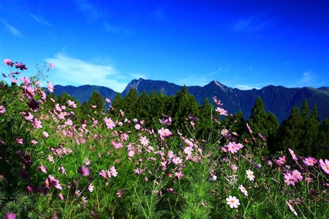 Paisaje de cosmos bipinnatus o garden cosmos o flores mexicanas de ...