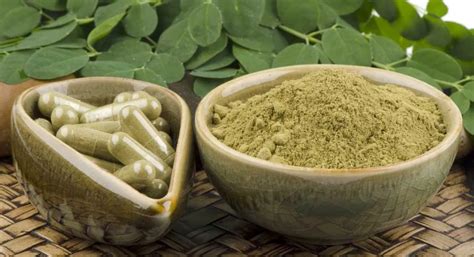 Moringa Oleiferaसहिजन Its Health Benefits And Uses Herbs Report