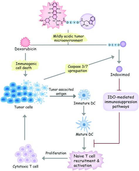 Doxorubicin Mechanism Of Action