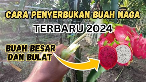 Cara Penyerbukan Buah Naga Terbaik Buah Besar Dan Bulat Youtube