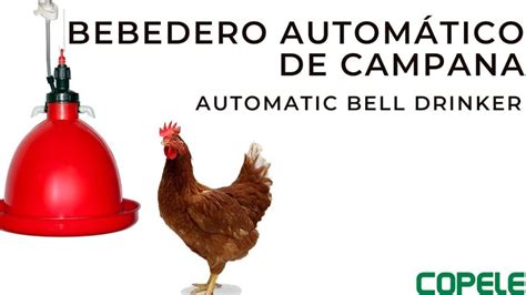 Bebederos automáticos para pollos de engorde una solución eficiente