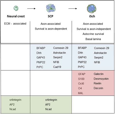 Frontiers Schwann Cell Precursors Multipotent Glial Cells In