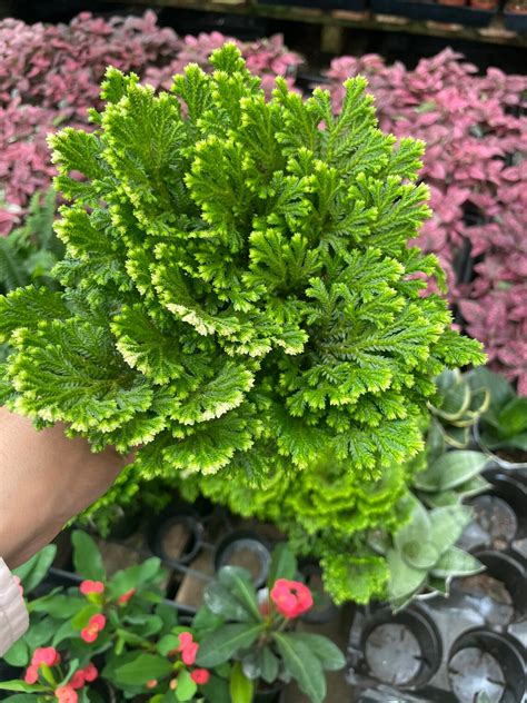 Frosty Fuzzy Fern Easy Care Low Light Some Humidity Air Etsy