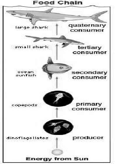 Bottom Chain Food Marine Telegraph