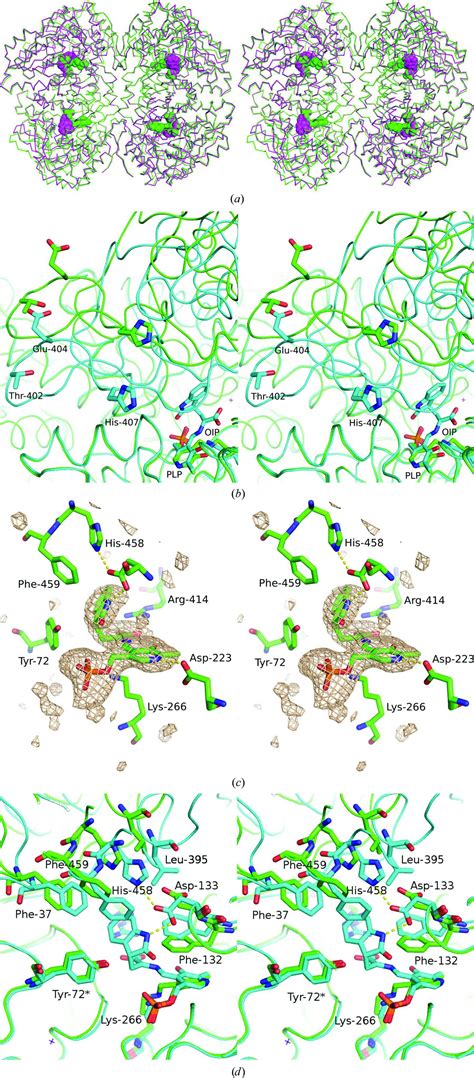 (IUCr) The crystal structure of Proteus vulgaris tryptophan indole ... 