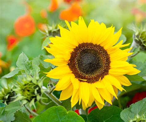 How to prune sunflowers for bigger blooms and healthy plants | Homes