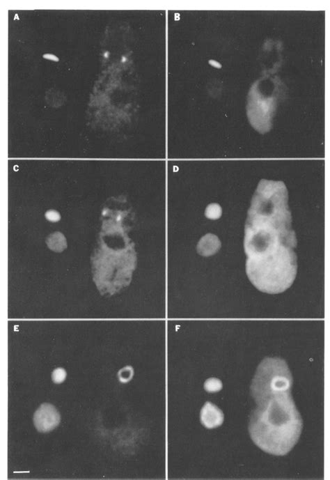 PDF In Situ Hybridization To The Crithidia Fasciculata Kinetoplast