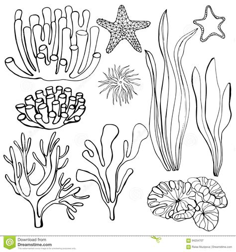 Illustration About Hand Drawn Algae And Corals Hand Drawn Fruits