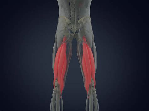 330+ Hamstrings Anatomy Stock Photos, Pictures & Royalty-Free Images ...