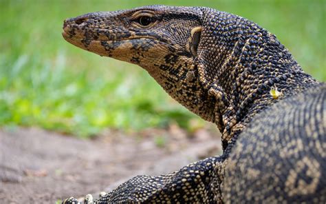 Black-Throated monitor Varanus albigularis microstictus – Palm Oil Detectives