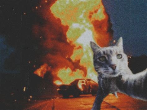 Cool Cute Cat Fire Aesthetic Wallpaper Cute Cat Wallpaper Silly Cats Pictures Crazy Cats