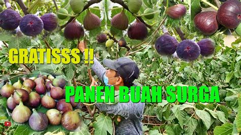 PANEN GRATIS BUAH SURGA DITANAH ARAB BUAH TIN YouTube