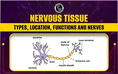 Nervous Tissue, Diagram, Types, Location, Functions And Nerves