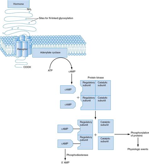 Reproductive Endocrinology Neuroendocrinology Gonadotropins Sex Steroids Prostaglandins