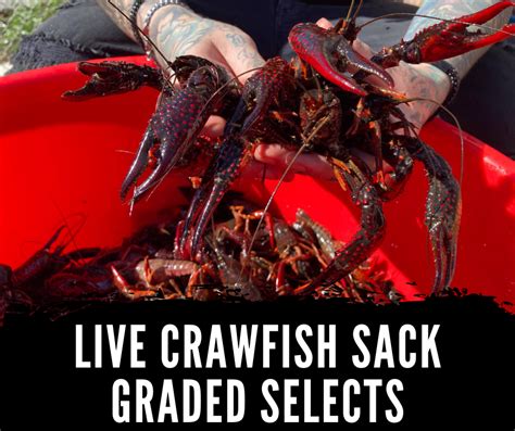 Live Crawfish Shipped Year Round