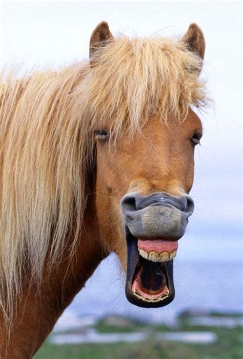 smiling horse smiling icelandic horse caballos feos animales