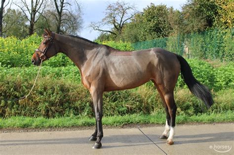 Belgisches Warmblut Stute Jahre Cm Dunkelbrauner In Sint Pieters