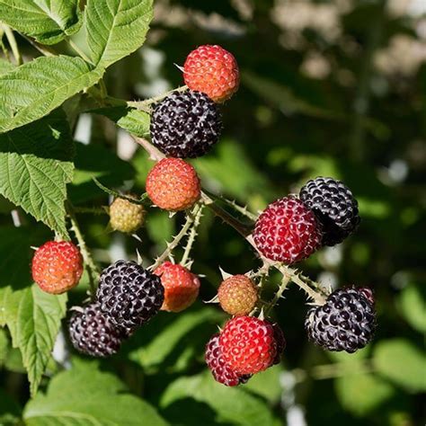 Raspberry Plants for Sale - Double A Vineyards