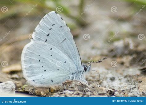 A holly blue butterfly stock image. Image of small, southampton - 146041927