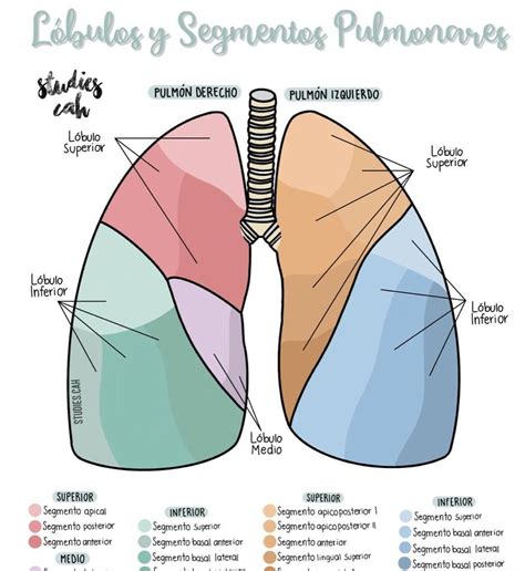 Resecciones anatómicas pulmonares Dr Israel Hernández Cirujano de