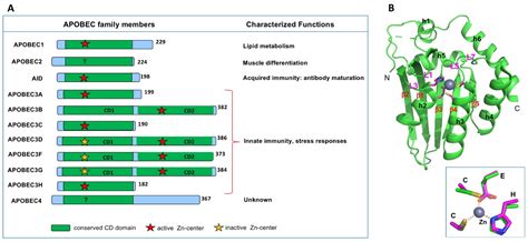 Viruses Free Full Text Insights Into The Structures And Multimeric