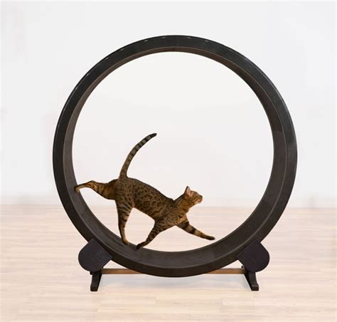 One Fast Cat Wheel End of financial year sale $495.00 plus shipping – petproducts-online.com.au