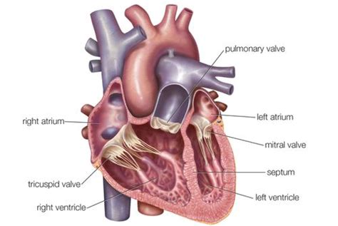 The Function Of The Heart Ventricles