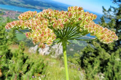 Laserpitium latifolium L., Bredbladet foldfrø (World flora) - Pl@ntNet ...