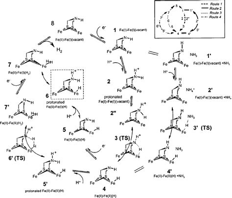 Low Energy Catalytic Cycles For H Metabolism Calculated Using Dft On