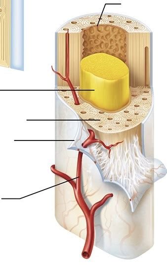 Cross section of diaphysis (shaft) Diagram | Quizlet