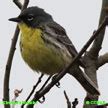 Endangered Birds - North American Endangered Birds - Birds of North America