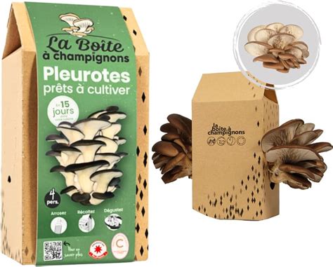 LA BOITE A CHAMPIGNONS Kit Pleurote Gris Prêt à Cultiver 4