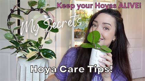 My Complete Hoya Care Guide Secret Tips And Tricks How To Keep