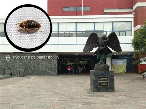 Otra Por Plaga De Chinches Suspenden Clases En La Facultad De Derecho