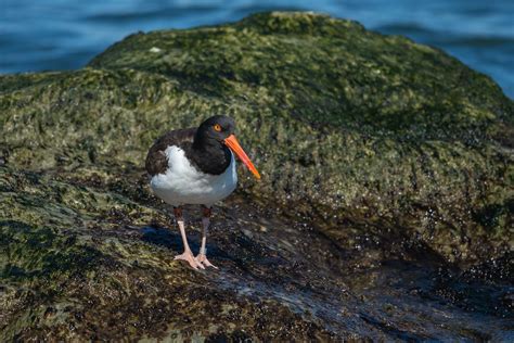 American Oystercatcher Barnegat Lighthouse State Park New Flickr