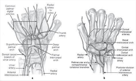 Parts Of Hand Palm Anatomy