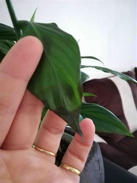 Pourquoi Les Feuilles De Mon Spathiphyllum Jaunissent La Sant Par