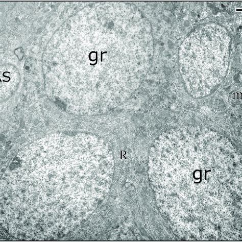 Electron Micrograph Granule Cell Layer Group I P90 Granule Cells