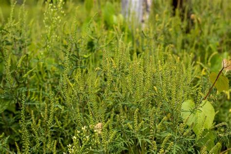 All About Giant Ragweed Minneopa Orchards