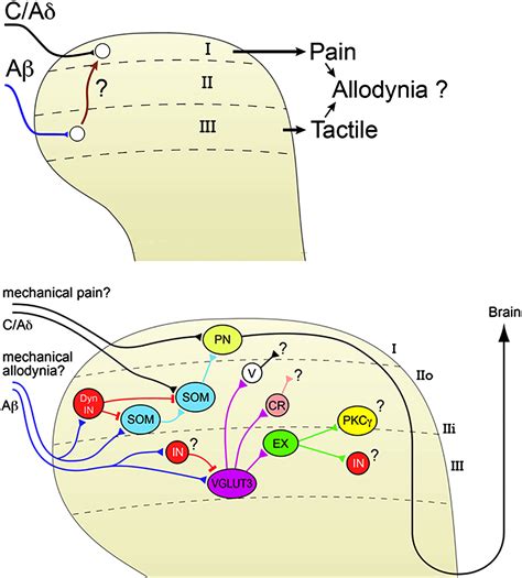 Unravelling Spinal Circuits Of Pain And Mechanical Allodynia Neuron