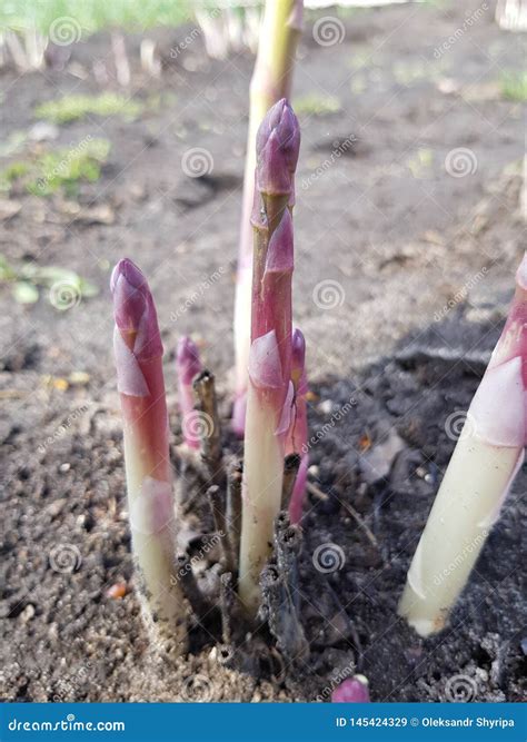 Purple Asparagus Sprouts Stock Image Image Of Season 145424329