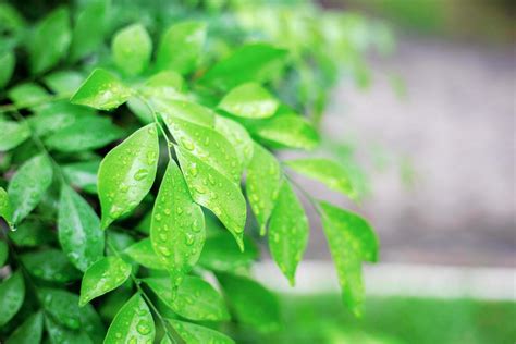 Tree leaves in rainy season 2100474 Stock Photo at Vecteezy