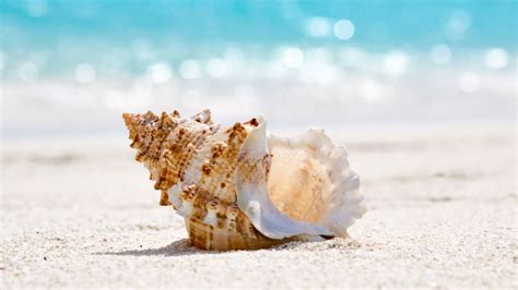 Best Beach Puns For Beach Lovers Hi Miss Puff