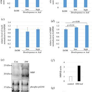 Dendropanax Morbiferus Leaf EtOH Extract Treatment Increased The Size