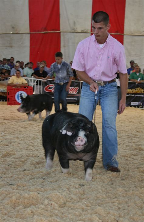 NSR Show Sale Results World Pork Expo Junior Purebred Barrow Show