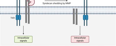 Syndecan Shedding Matrix Metalloproteinases Mmps Cleave Syndecans