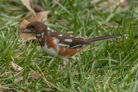 Female Eastern Towhee with Partial leucism - FeederWatch