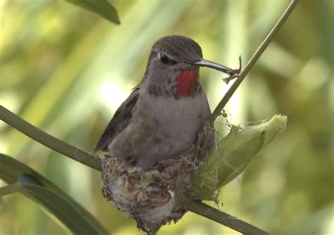 A Nest Building Hummingbird | Natural History Nature Documentary